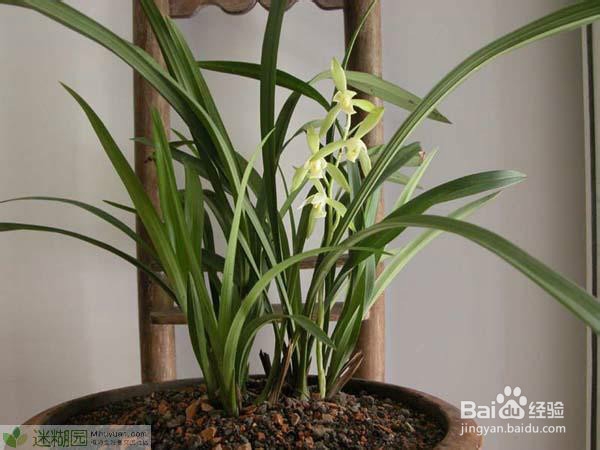 建兰的养殖方法之六个要点总结