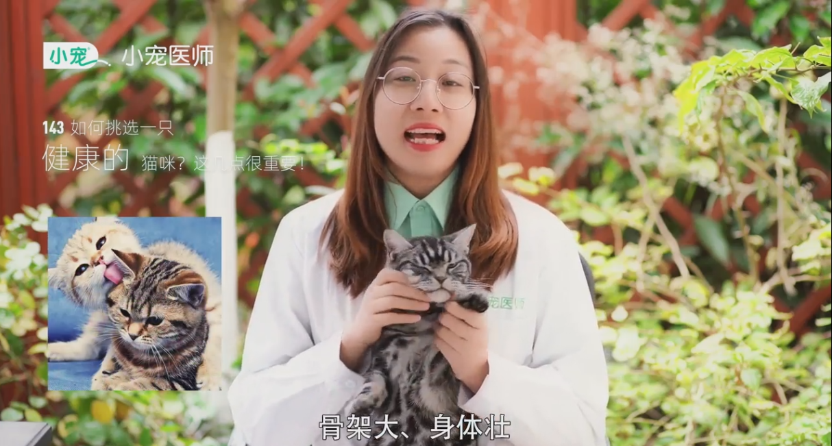 健康的猫咪要如何挑选?