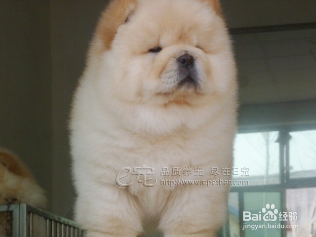 狗狗鼻头褪色怎么办