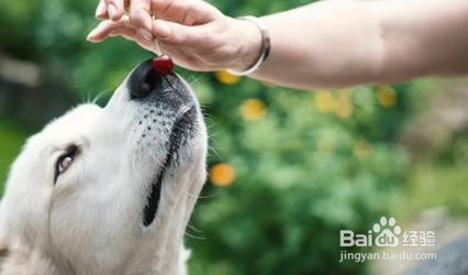 狗狗能吃樱桃不