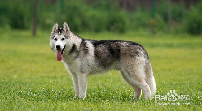 我们爱的狗狗图