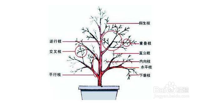 修剪树枝的方法