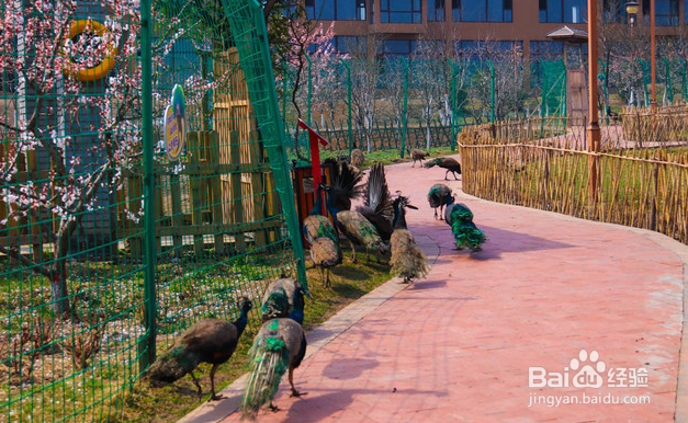 司徒小镇 2日游怎么安排