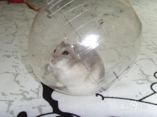 夏天帮仓鼠避暑的方法