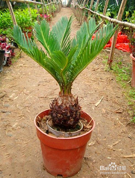 铁树籽怎么种植