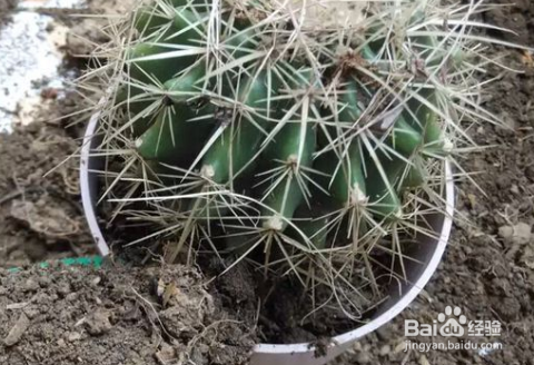 仙人球烂了怎么补救