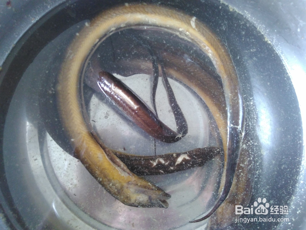 浓香好吃的甜椒爆黄鳝的做法