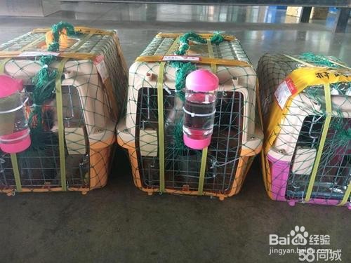 网上买狗狗怎么运送