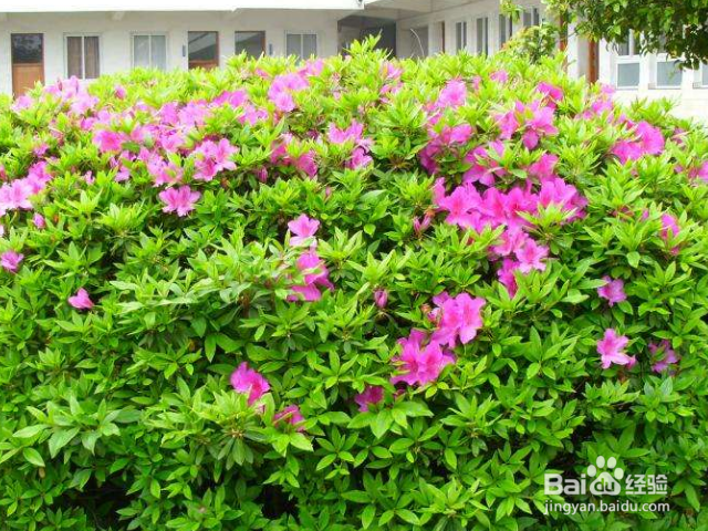 养殖春娟需要注意什么？