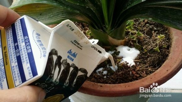 过期牛奶的用途