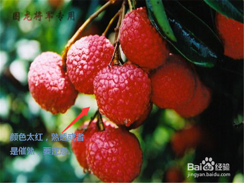 荔枝怎么挑选