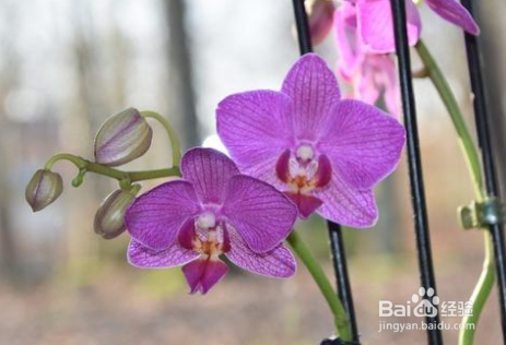 蝴蝶兰花期养护的注意事项