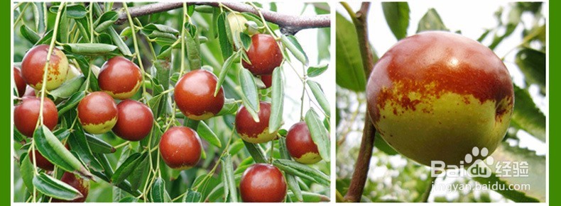 大枣的挑选方法