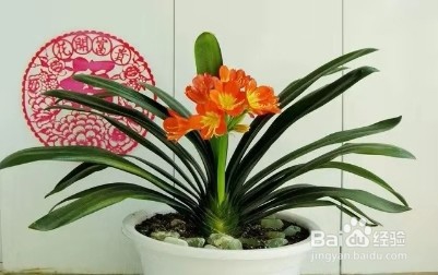 养君子兰,做好这几点,让叶片更加肥厚