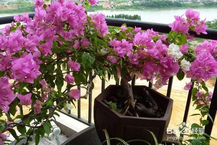 三角梅的寿命是多少年？