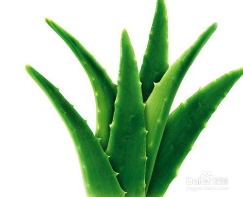 新装修怎样去除甲醛的9个纯天然方法