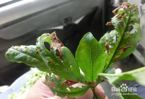 绿植叶子发黄怎么回事?