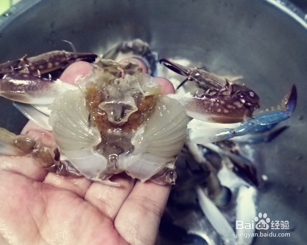 吃光光的梭子蟹