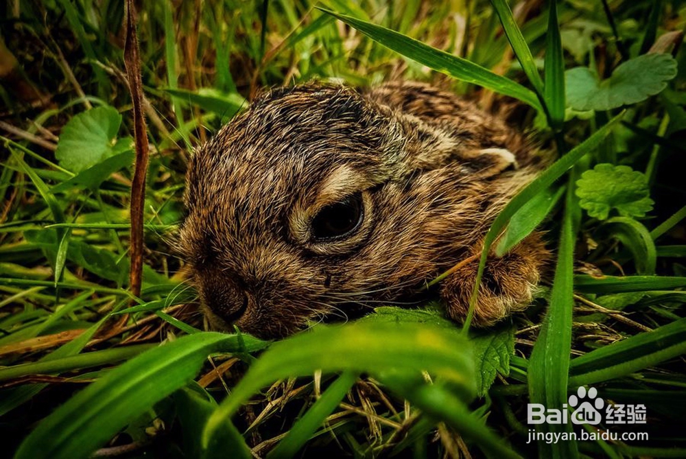 怎样找到野兔窝小野兔
