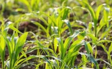 白醋喷玉米苗的功效