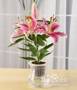 百合种球怎么水培