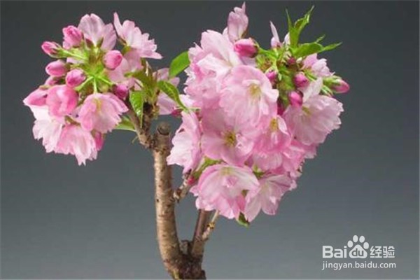 樱花应该怎么养