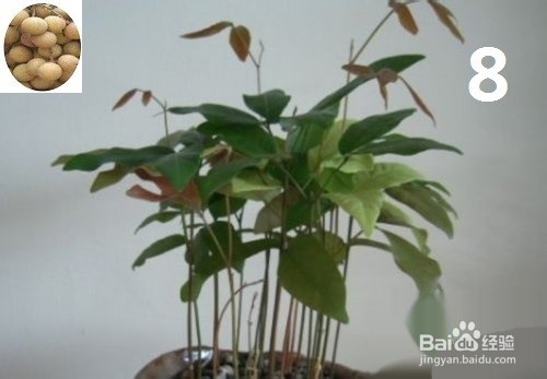 龙眼盆栽种发与大面积大规模种植方法