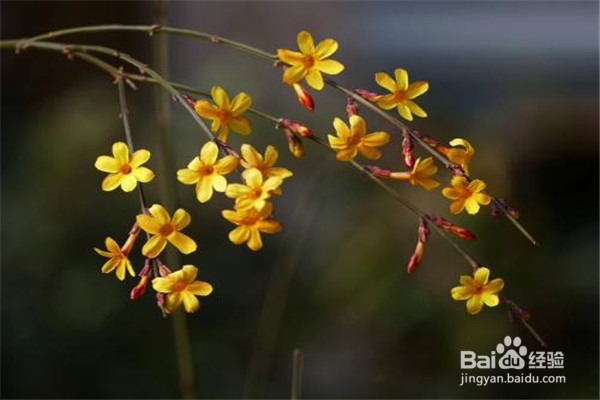 迎春花的养殖小贴士