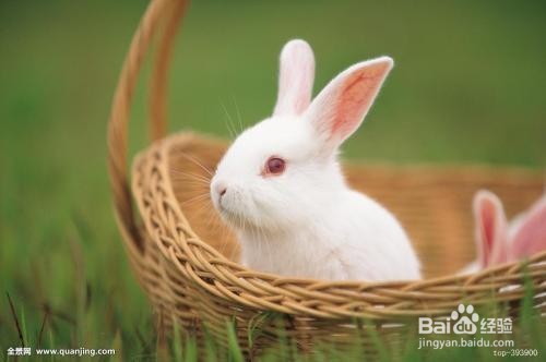 如何养兔子让它健康成长