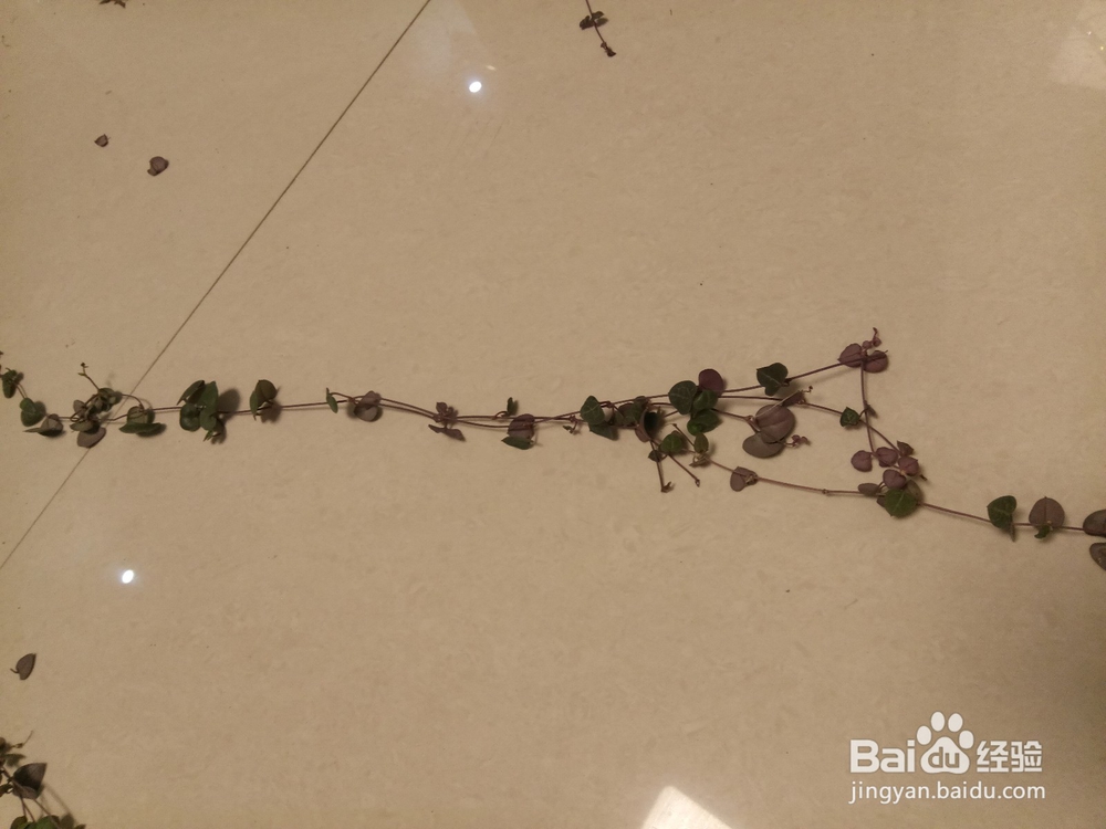 爱之蔓做成爱心盆栽的教程