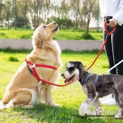 怎么让狗觉得你是老大