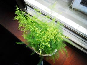 文竹长新芽如何掐尖