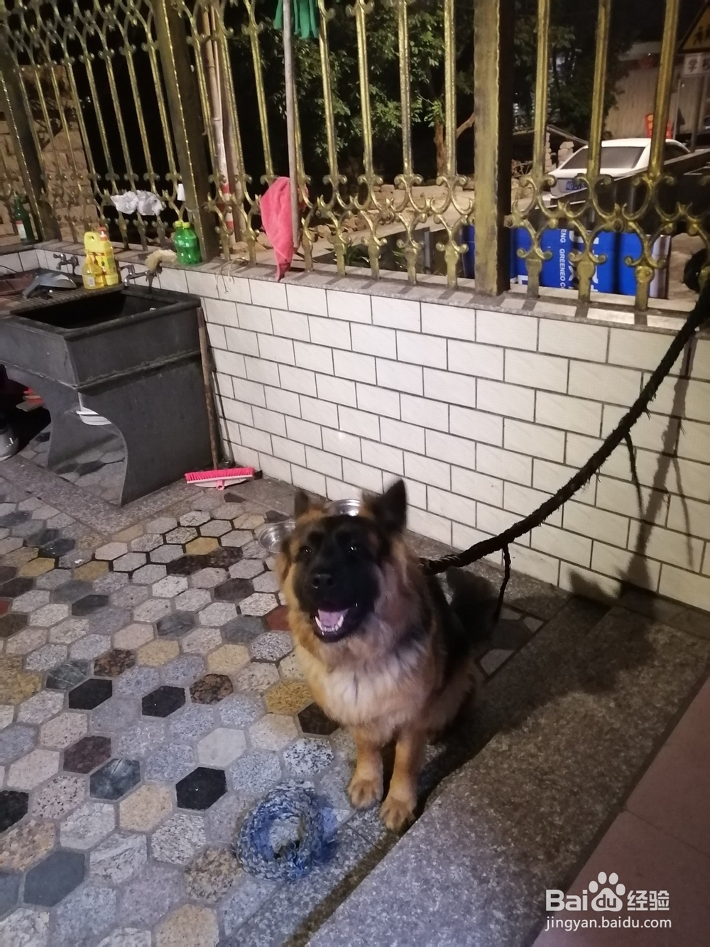 怎样驯服狗认你为主人