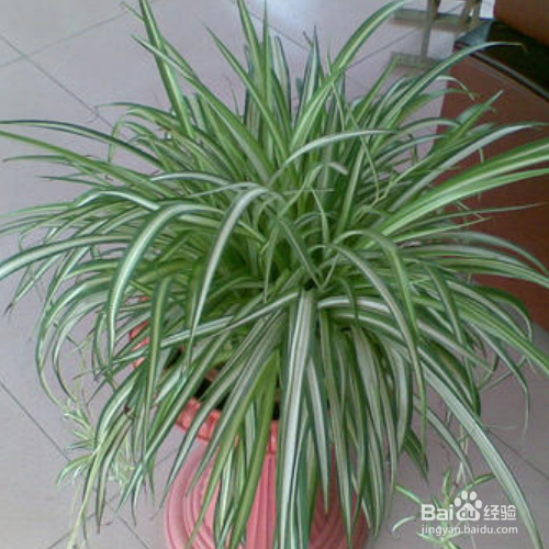 养殖银边吊兰的技巧有哪些？