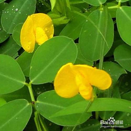 蔓花生怎么养 百度经验