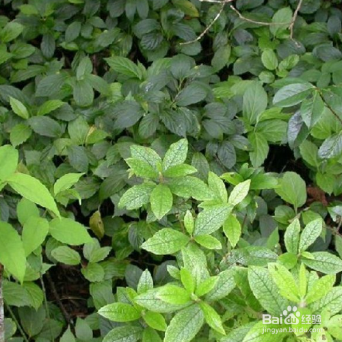 富贵草的养殖方法和注意事项