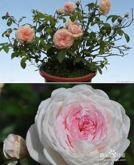 应对粉尘污染，“环保植物”有哪些？