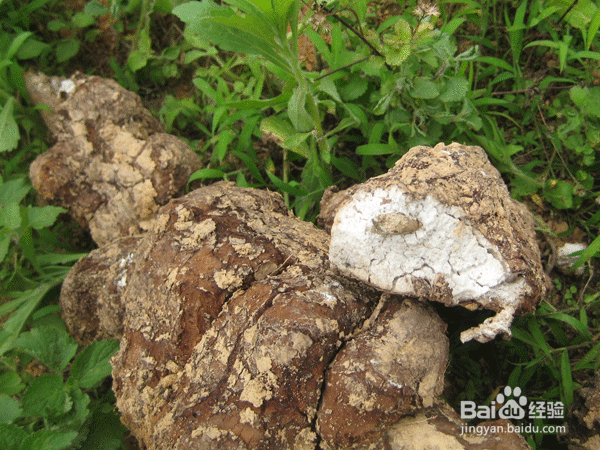 茯苓怎么吃?茯苓有哪些功效与作用?