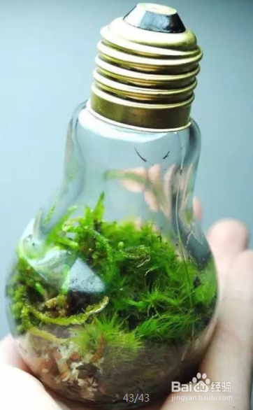 灯泡装饰（盆栽）