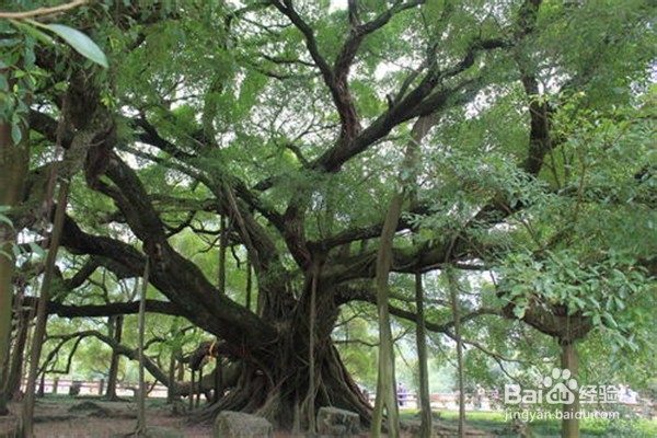 榕树的养殖方法和注意事项有什么?