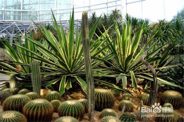 仙人掌的养殖方法和注意事项都有什么？