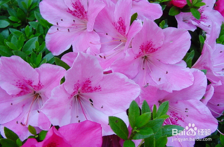 杜鹃花养殖方法