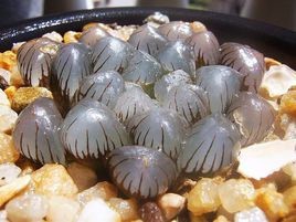介绍可爱的玉露