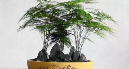 文竹黄叶不长个，学了这4招，叶子绿的滴油！