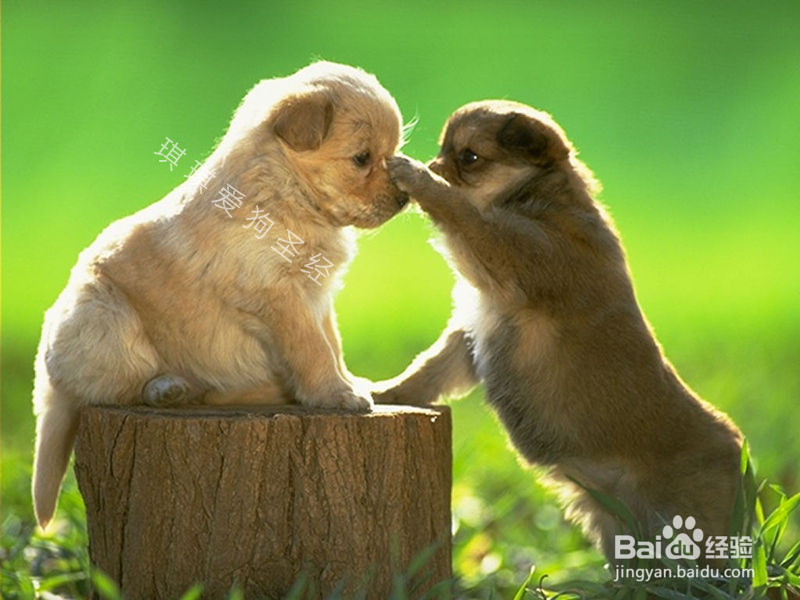 训狗教程:教狗狗学会坐下、躺下、站立