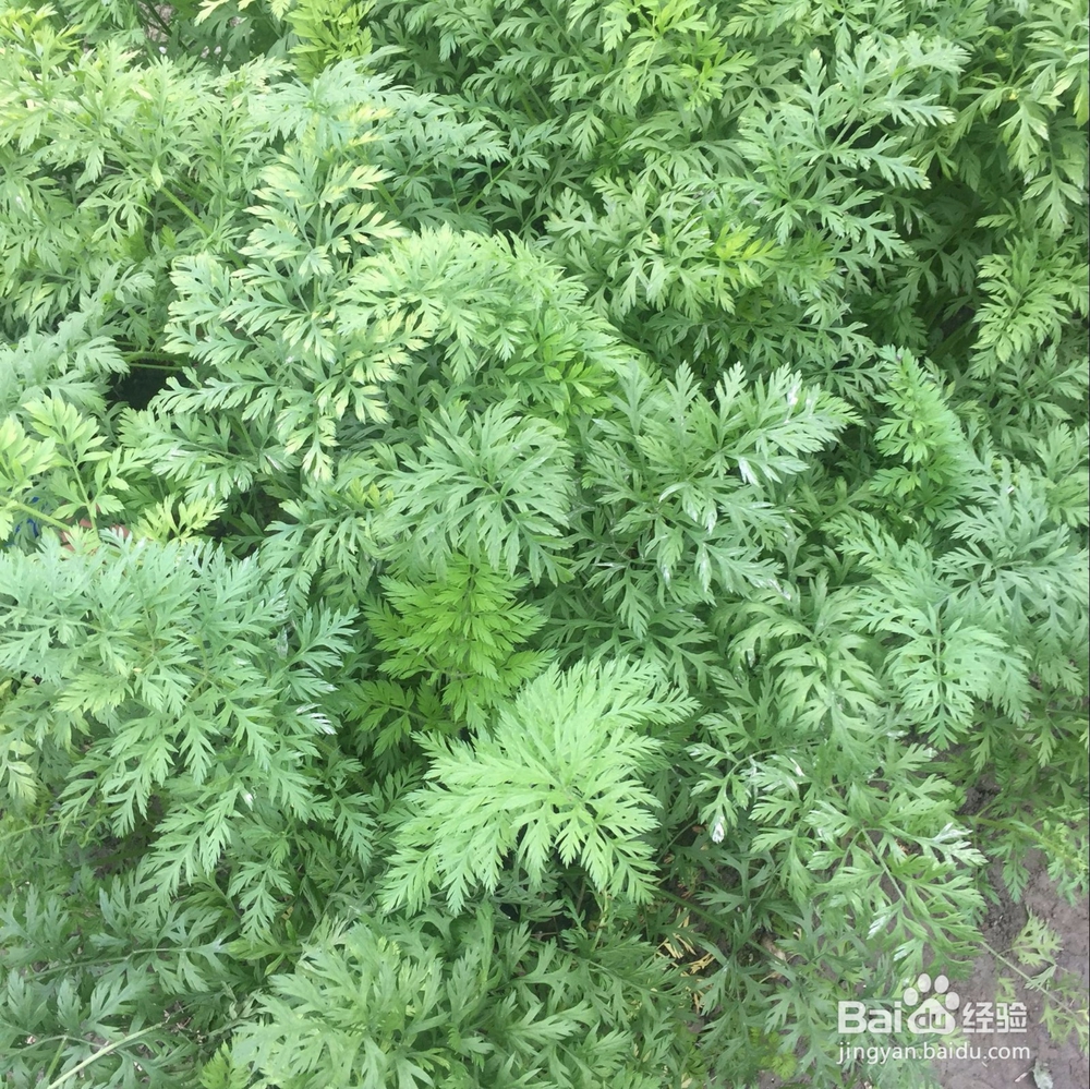 十一月末的时令蔬菜