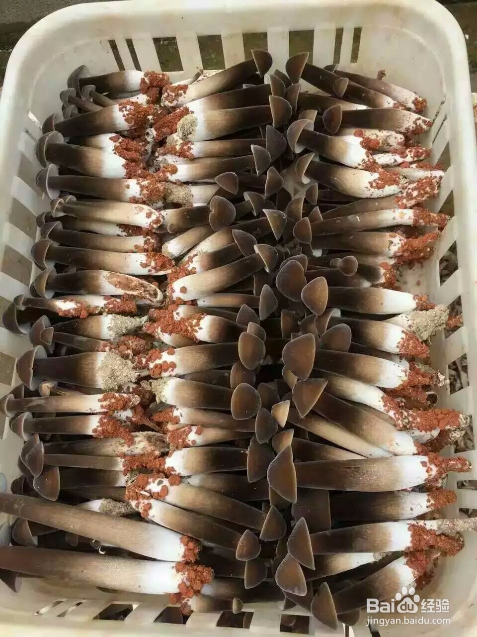 空气能鸡枞菇烘干机黑鸡枞烘干机的烘干效果