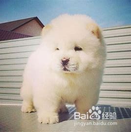 养宠物狗要注意什么