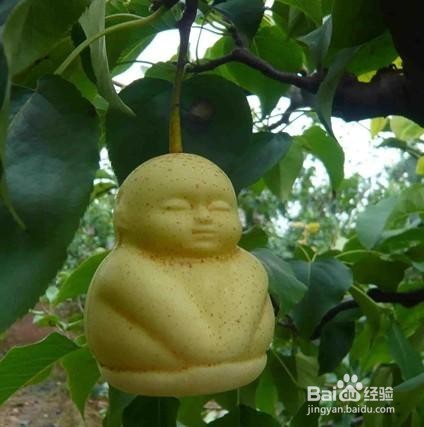 春天的8种营养果