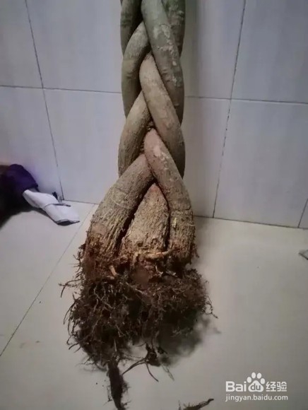 选盆很关键,4种花用小盆“挤着养”,才长得旺